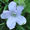 Wild petunia