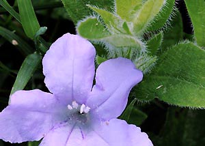 fringed petunia