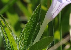 fringed petunia