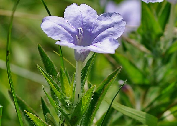 fringed petunia