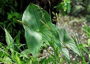 Broadleaf Arrowhead