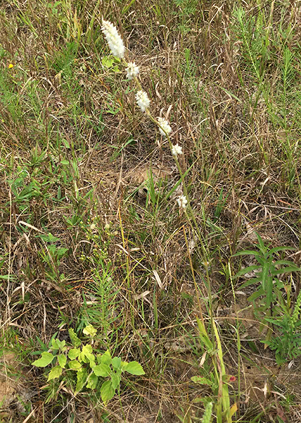 Cottonweed