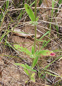 Cottonweed-1