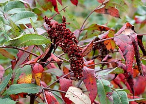 Smooth sumac