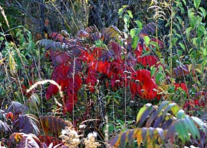 Smooth sumac