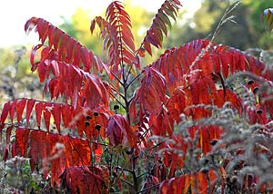 Smooth sumac