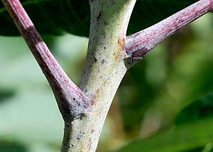 Smooth sumac