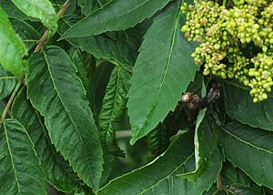 Smooth sumac