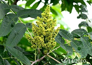 Smooth sumac