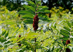 Smooth sumac