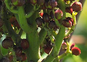 Smooth sumac