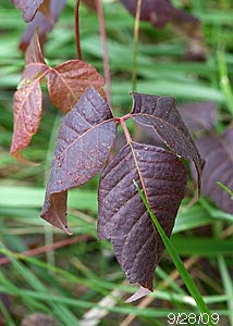 Poison Ivy-1