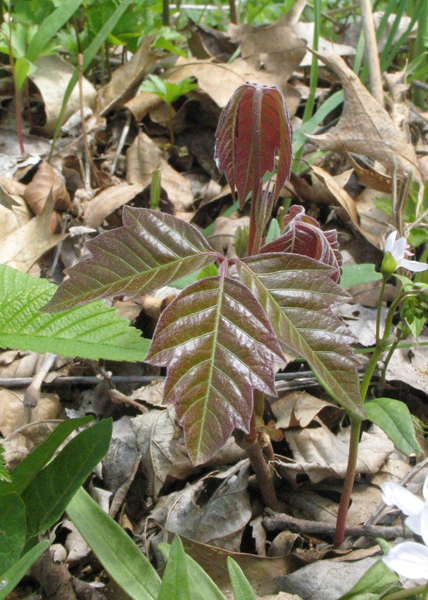 Poison Ivy