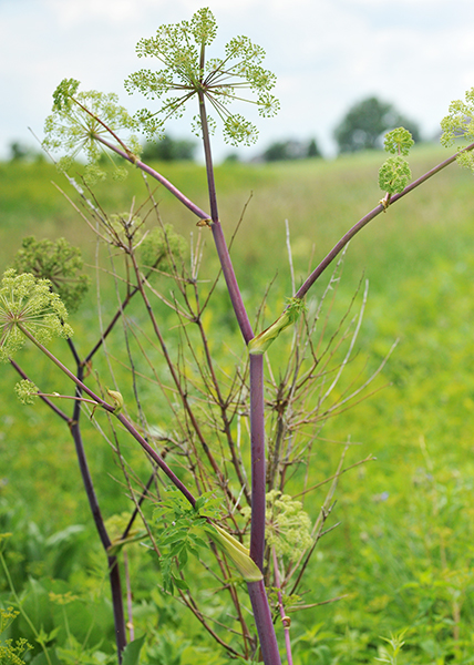 Purple angelica