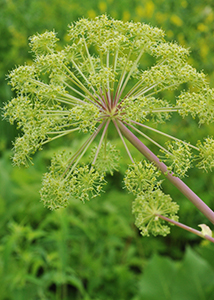 Purple angelica-1