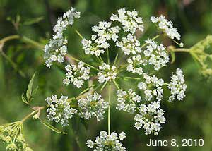 Water Hemlock