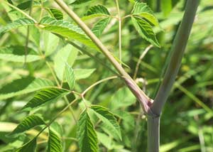 Water Hemlock