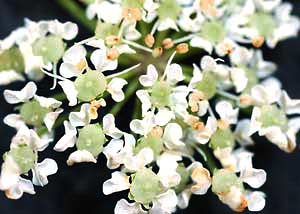 Water Hemlock