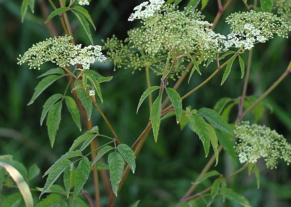 Water Hemlock