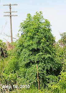 Poison Hemlock