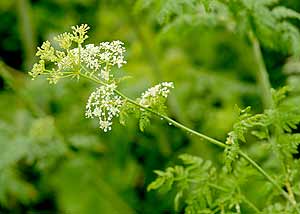 Poison Hemlock