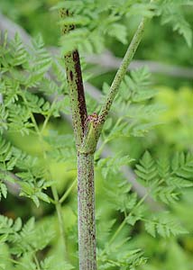 Poison Hemlock