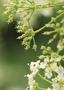 Poison Hemlock