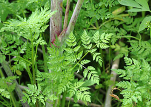 Poison Hemlock