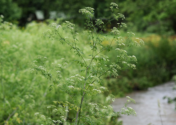 Poison Hemlock