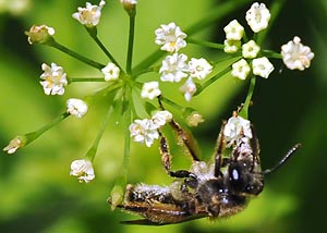 Canadian Honewort