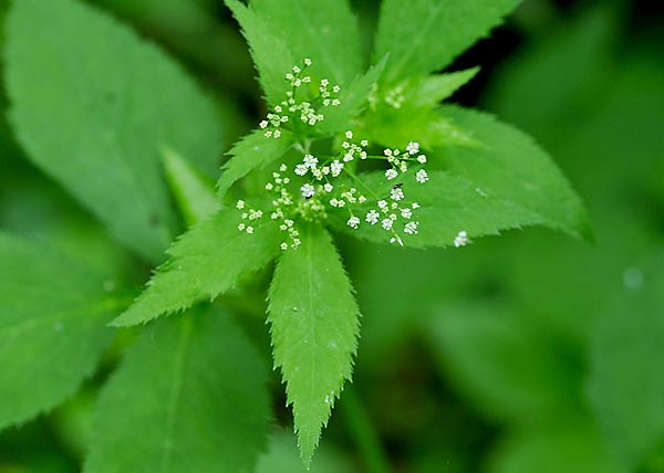 Canadian Honewort