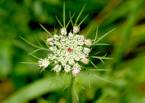 Queen Anne's Lace