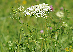 Queen Anne's Lace