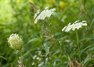 Queen Anne's Lace