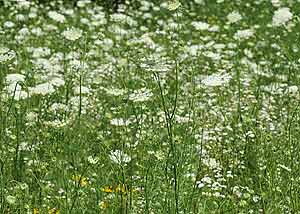 Queen Anne's Lace