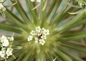 Queen Anne's Lace