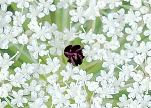 Queen Anne's Lace