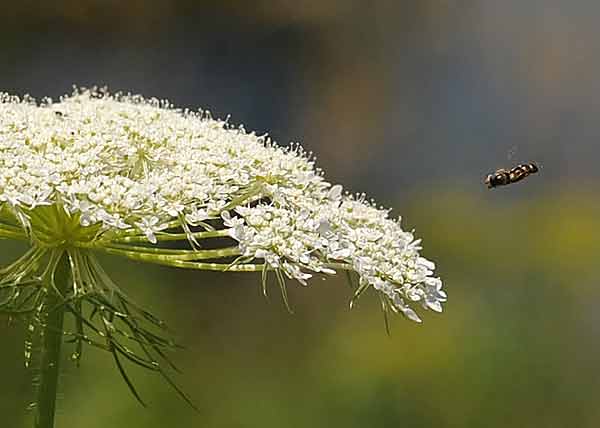 Queen Anne's Lace