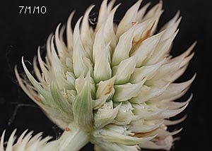 Rattlesnake master