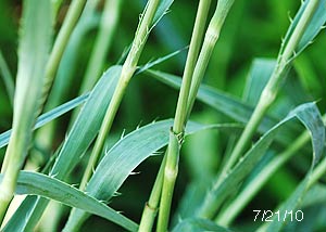 Rattlesnake master