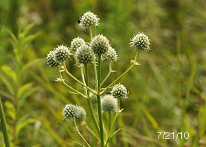 Rattlesnake master