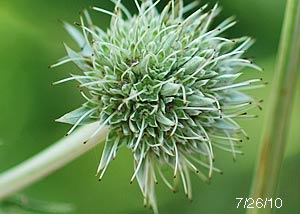 Rattlesnake master