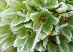 Rattlesnake master