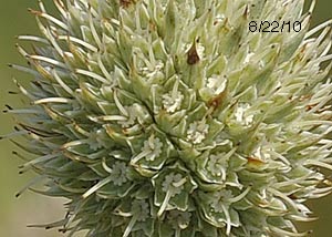 Rattlesnake master