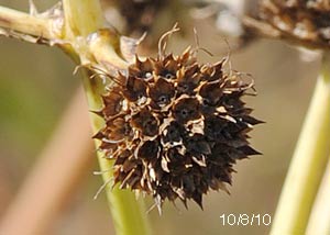 Rattlesnake master