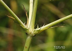 Rattlesnake master