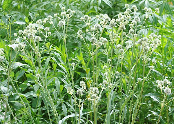 Rattlesnake master