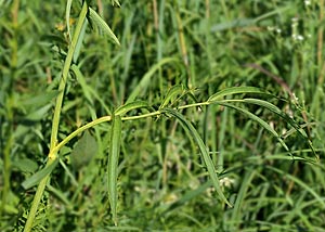 Cowbane