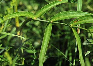 Cowbane