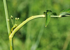 Cowbane